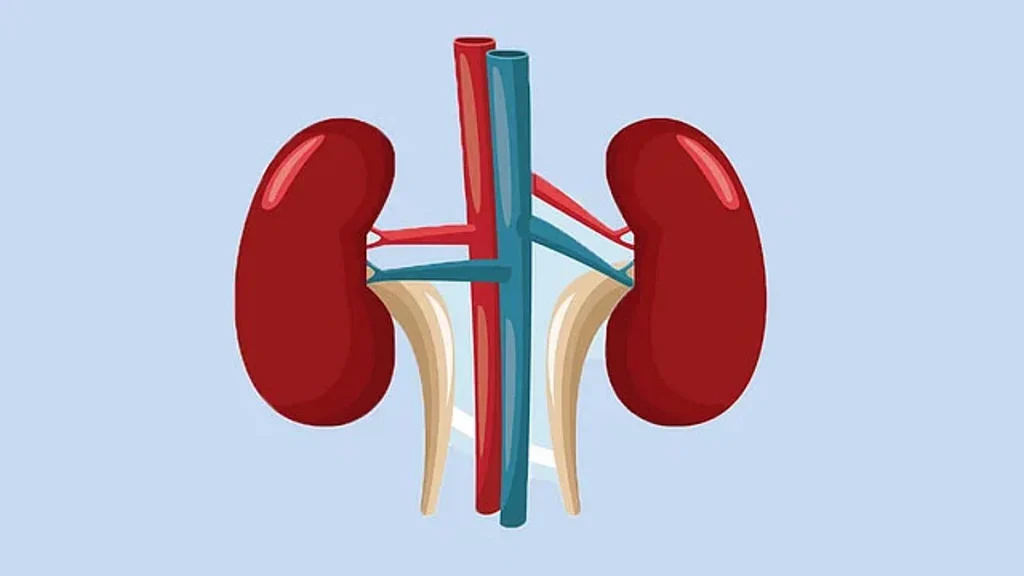 Kidney
