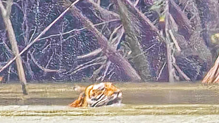 বেড়ির খালে সাঁতারু বাঘ