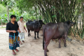 কুষ্টিয়ায় দুই মহিষের ওজন ৪০ মণ, ১৪ লাখ টাকায় বিক্রির আশা