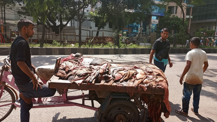 ঢাকায় কোরবানির চামড়ার দাম গত বছরের চেয়েও কম, মাঝারি গরুর ৫০০-৬৫০ টাকা
