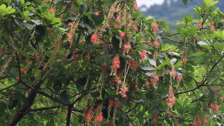 ঝরা ফুলে রঙিন পথ, বাতাসে মৃদু ঘ্রাণ