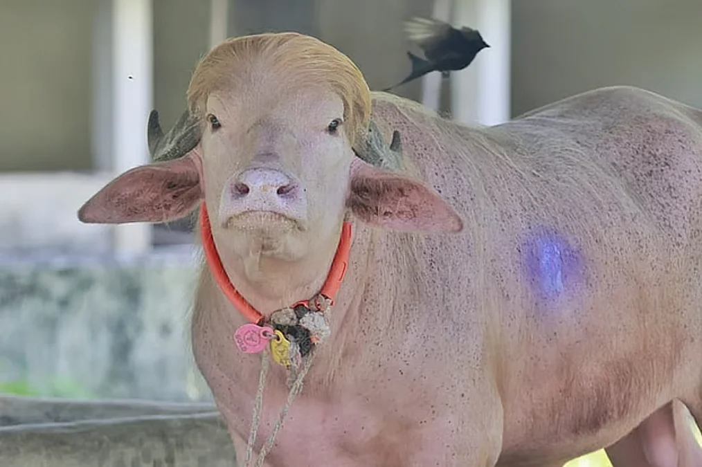 BuffaloTrump-1