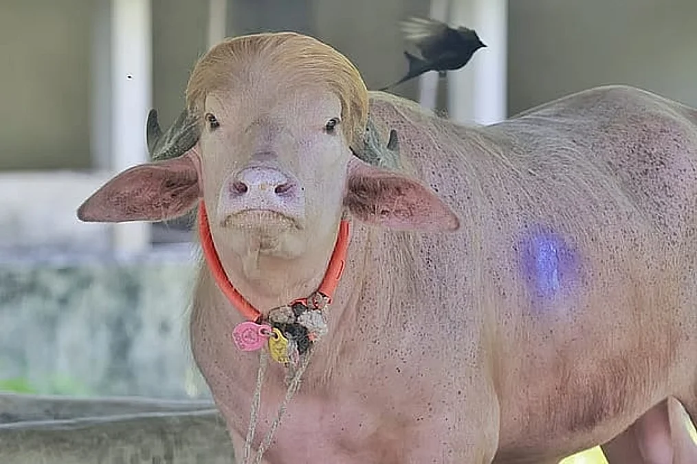 BuffaloTrump