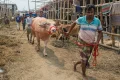 দরদাম আর বেচাবিক্রিতে সরগরম পশুর হাট
