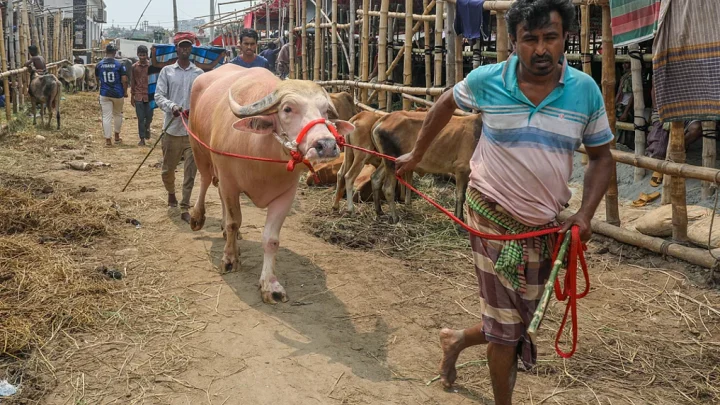 দরদাম আর বেচাবিক্রিতে সরগরম পশুর হাট