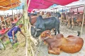 কোরবানির পশুর হাট নিয়ন্ত্রণে পুরোনো ধারা