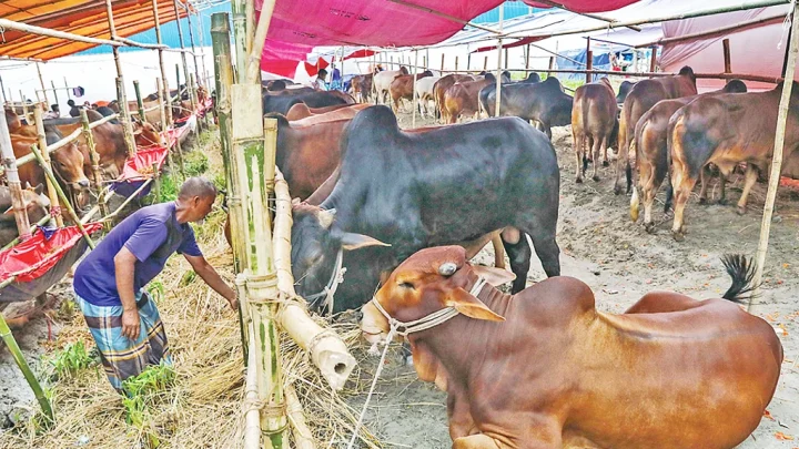 কোরবানির পশুর হাট নিয়ন্ত্রণে পুরোনো ধারা