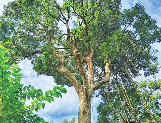 মা গাছ রক্ষায় ব্যবস্থা নেওয়ার নির্দেশ প্রধানমন্ত্রীর