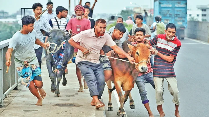 হাজারীবাগ হাটে বিক্রি বেশি ছোট ও মাঝারি গরু