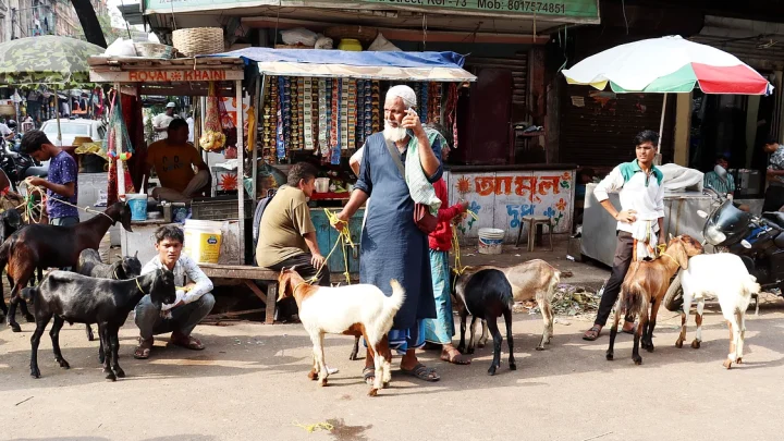 কলকাতার কোরবানির পশুর হাটে নেই কোনো গরু