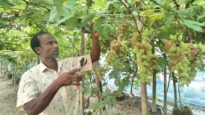 কুড়িগ্রামে চাষ হচ্ছে রাশিয়ার আঙুর, দুই বিঘা বাগানে লাভের আশা ৯ লাখ টাকা