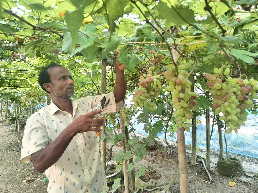 KURIGRAMgrapes-garden1