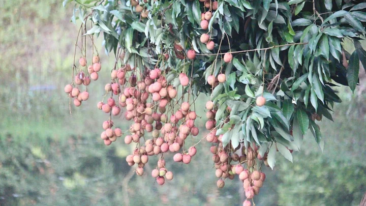 অপরিপক্ব লিচুকে ‘মধু’ ‘মধু’ বলে বিক্রি, সুনাম হারাচ্ছে মঙ্গলবাড়িয়ার লিচু