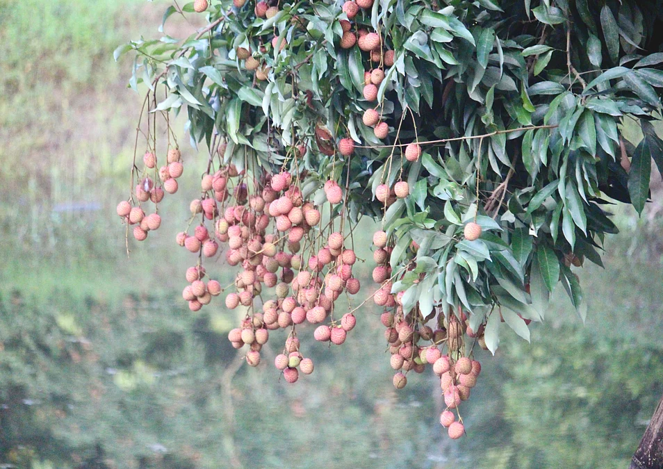 KishorgonjDH063520260516IMG20260516181142