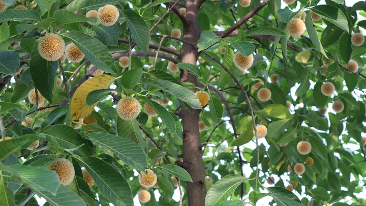 মৌলভীবাজারে গাছে গাছে কদমের হাসি
