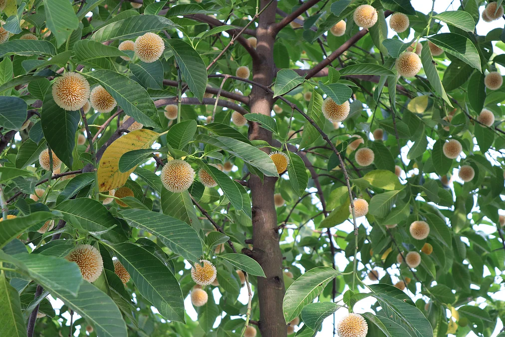 MOULAVIBAZARkodom1