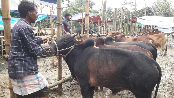 পশুর হাটে শেষ মুহূর্তের কেনাবেচায় বৃষ্টির বাগড়া, ক্রেতা-বিক্রেতার দুর্ভোগ