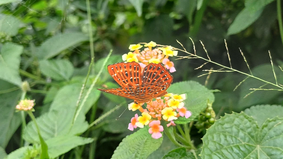 PANCHAGARHflower1