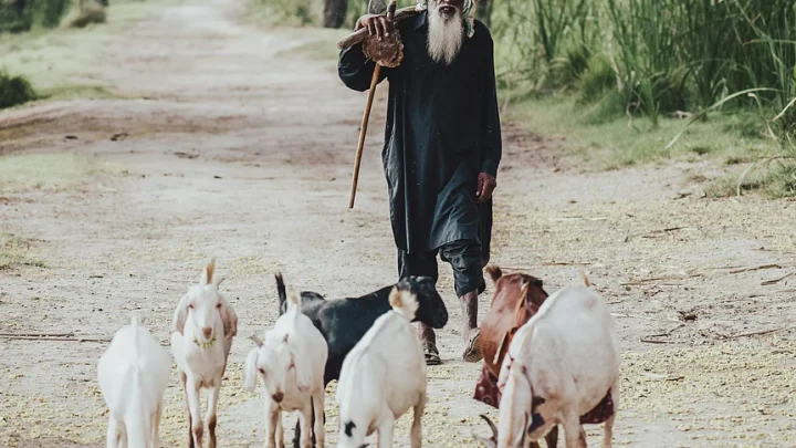 ঋণ করে কোরবানি: ‘ইসলামিক’ নাকি সামাজিক