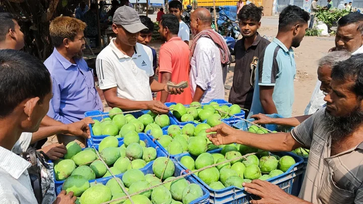 বাজারে এল রাজশাহীর গুটি আম, মণ ১ হাজার ৩২০ টাকা