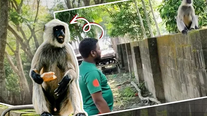 পদ্মা সেতুর জাজিরা প্রান্তে দেখা মিলছে বিলুপ্তপ্রায় ৪ হনুমানের