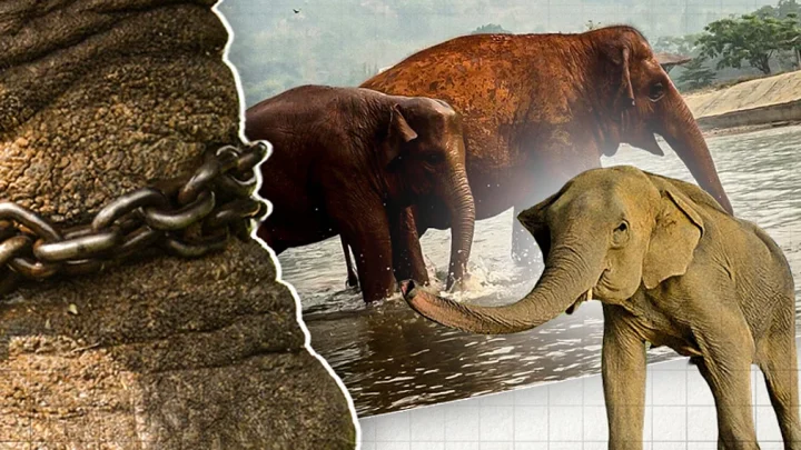 শিকল নয়, ভালোবাসায় হাতি সংরক্ষণ করা যায়, বাংলাদেশে লেক চাইলার্ট