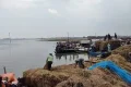 ভারতীয় পানির ঢলে তলিয়েছে চাঁপাইয়ের ধানখেত, লোকসানে কৃষকেরা