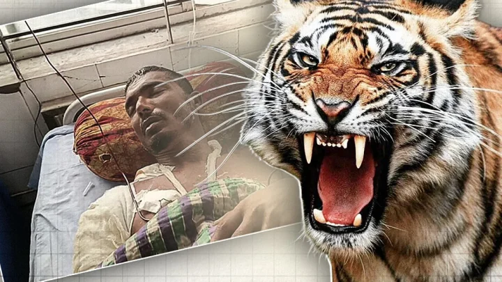 বাঘের মুখ থেকে ফিরে আসার গল্প নিজ মুখে শোনালেন বাবলু গাজী