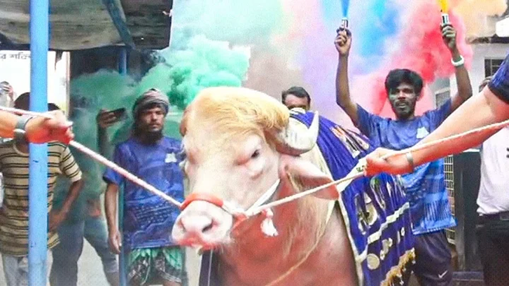রাজকীয় আয়োজনে বিদায় ভাইরাল মহিষ ‘ডোনাল্ড ট্রাম্প’