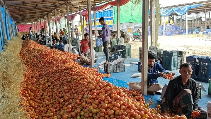 গাবুরা বাজারের টমেটো, দৈনিক ৪ কোটি টাকার বেচাকেনা