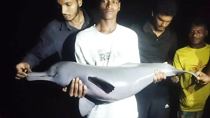 বরগুনায় বড়শিতে ধরা পড়ল বিপন্ন ডলফিন