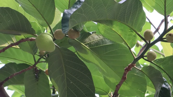 হারিয়ে যাচ্ছে গ্রামবাংলার মৌসুমি ফল ডেউয়া