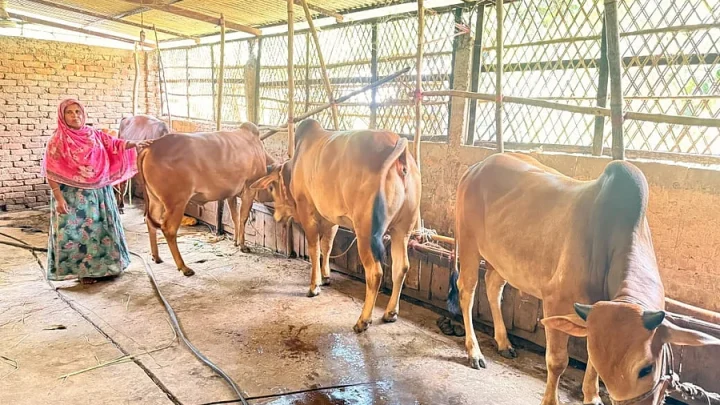 দুটি বাছুর থেকে ১৪টি গরুর মালিক গৃহবধূ শাহীন আক্তার, করেছেন পাকা বাড়িও