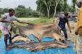 চামড়ার হাটে বিক্রেতা থাকলেও নেই ক্রেতা