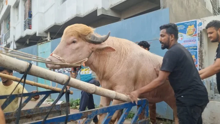 আলোচিত মহিষ ‘ডোনাল্ড ট্রাম্প’–এর ঠিকানা হচ্ছে চিড়িয়াখানা