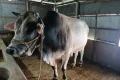 লালমনিরহাটের প্রায় হাজার কেজির ষাঁড়টি এবারও বিক্রি হয়নি