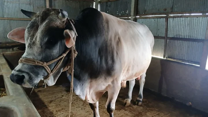 লালমনিরহাটের প্রায় হাজার কেজির ষাঁড়টি এবারও বিক্রি হয়নি