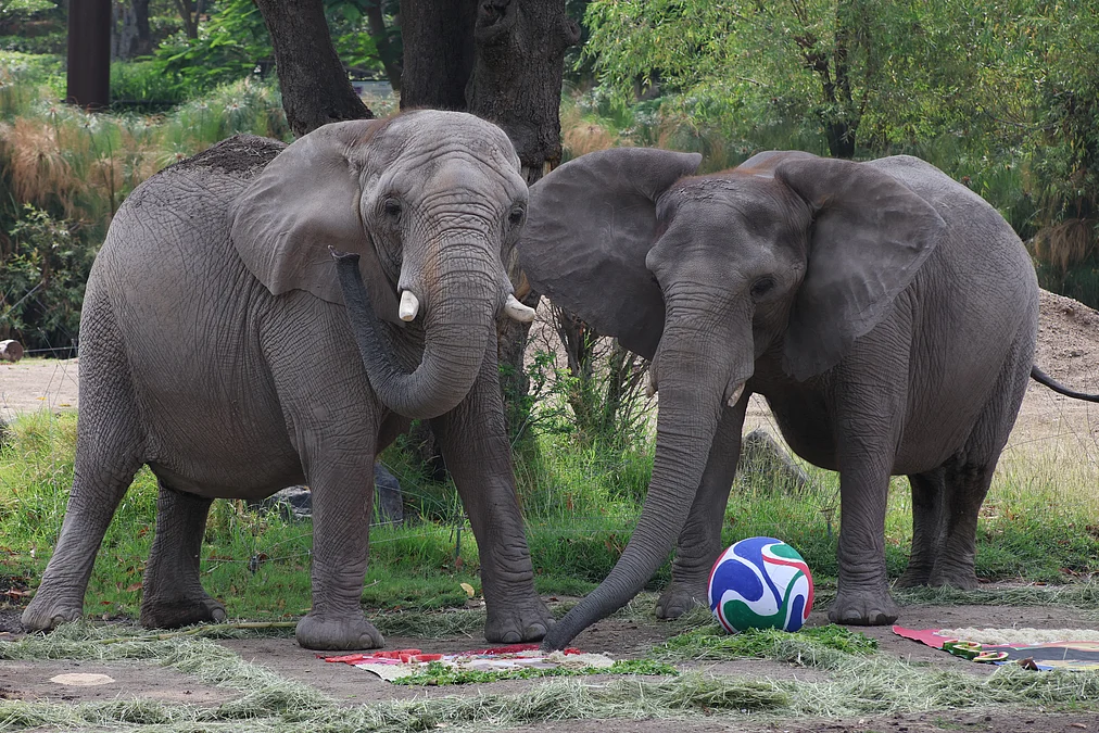 2026-06-05T221812Z912293298RC2TNLAIW9J5RTRMADP3SOCCER-WORLDCUP-MEXICO-ZOO