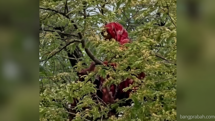 বারবার তেঁতুলগাছের মগডালে নারী, কী বলছেন বিশেষজ্ঞরা…