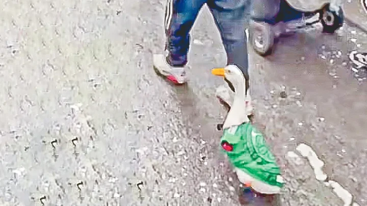 জার্সি পরে বেড়াচ্ছে হাঁস