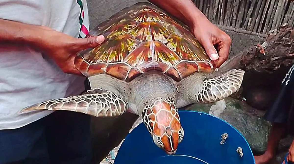 Tortose