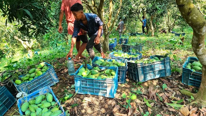 খাগড়াছড়ির আম্রপালি বাজারে, চাষিরা কেন হতাশ