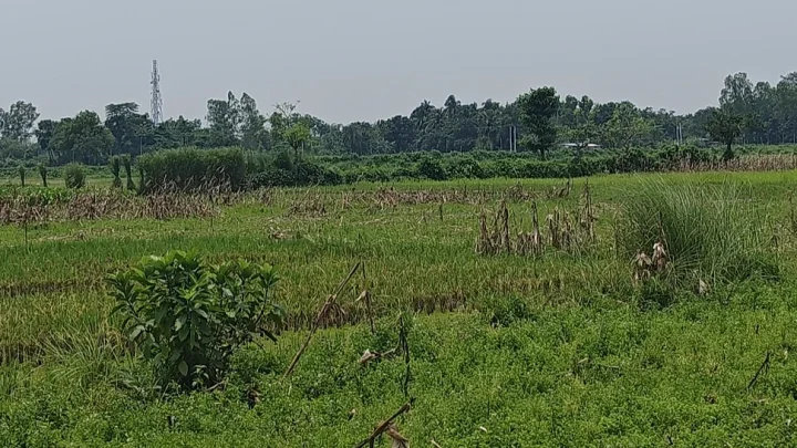 জয়পুরহাট সীমান্তে ঠেলে পাঠানোর চেষ্টা করা বৃদ্ধকে সরিয়ে নিয়েছে বিএসএফ