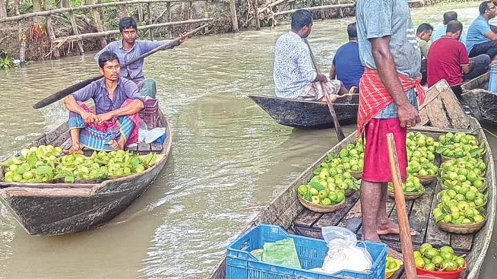 পেয়ারার জনপদে টিকে থাকার লড়াইয়ে চাষিরা