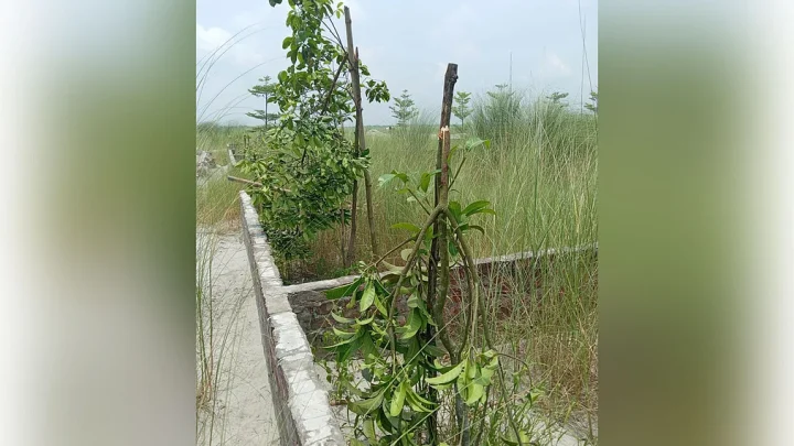 বন্ধুসভার বৃক্ষরোপণ: দেশি অস্ত্রশস্ত্র নিয়ে গাছের চারা কর্তন, শাস্তি দাবি