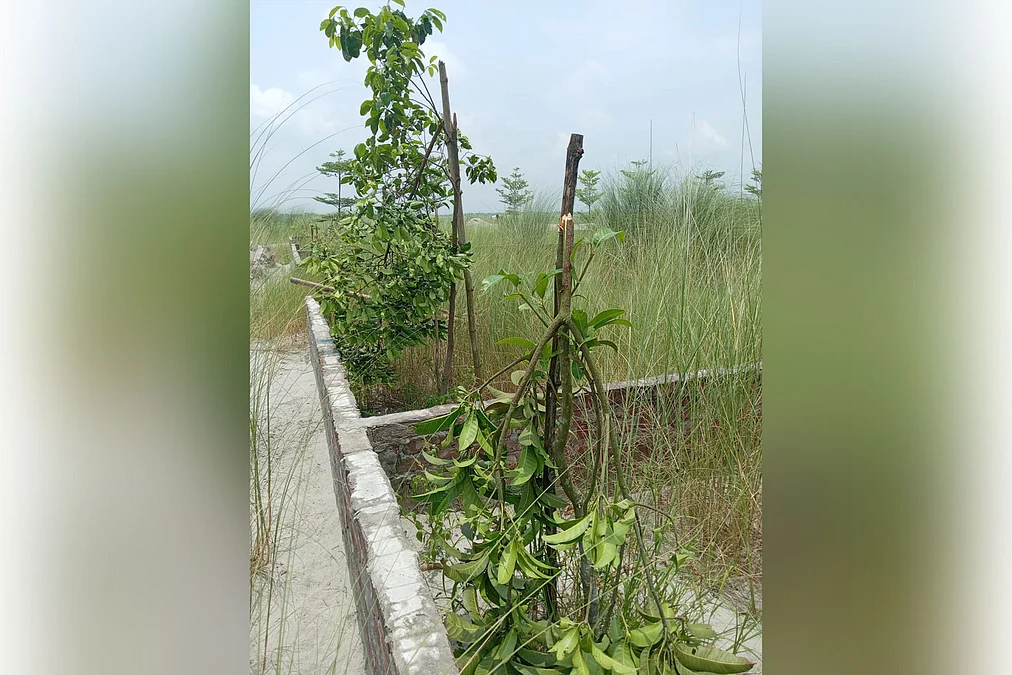 Tree-Plant-1