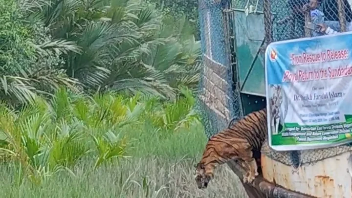 খাঁচা খুলে দেওয়ার ১ ঘণ্টা পর জঙ্গলে নামল বাঘিনী