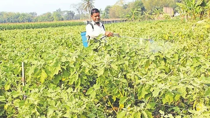 প্রশিক্ষণহীন বিক্রেতার পরামর্শে জমিতে কীটনাশক ঝুঁকি বাড়াচ্ছে; সরকারি তদারকি কম