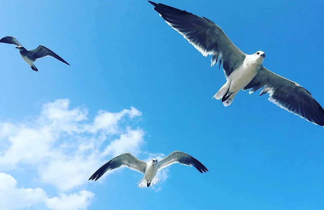 BIRDFLUE