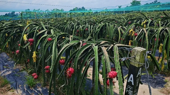 চাকরি ছেড়ে ড্রাগনের বাগান, সেই বাগানেই কর্মসংস্থান ৬০ জনের